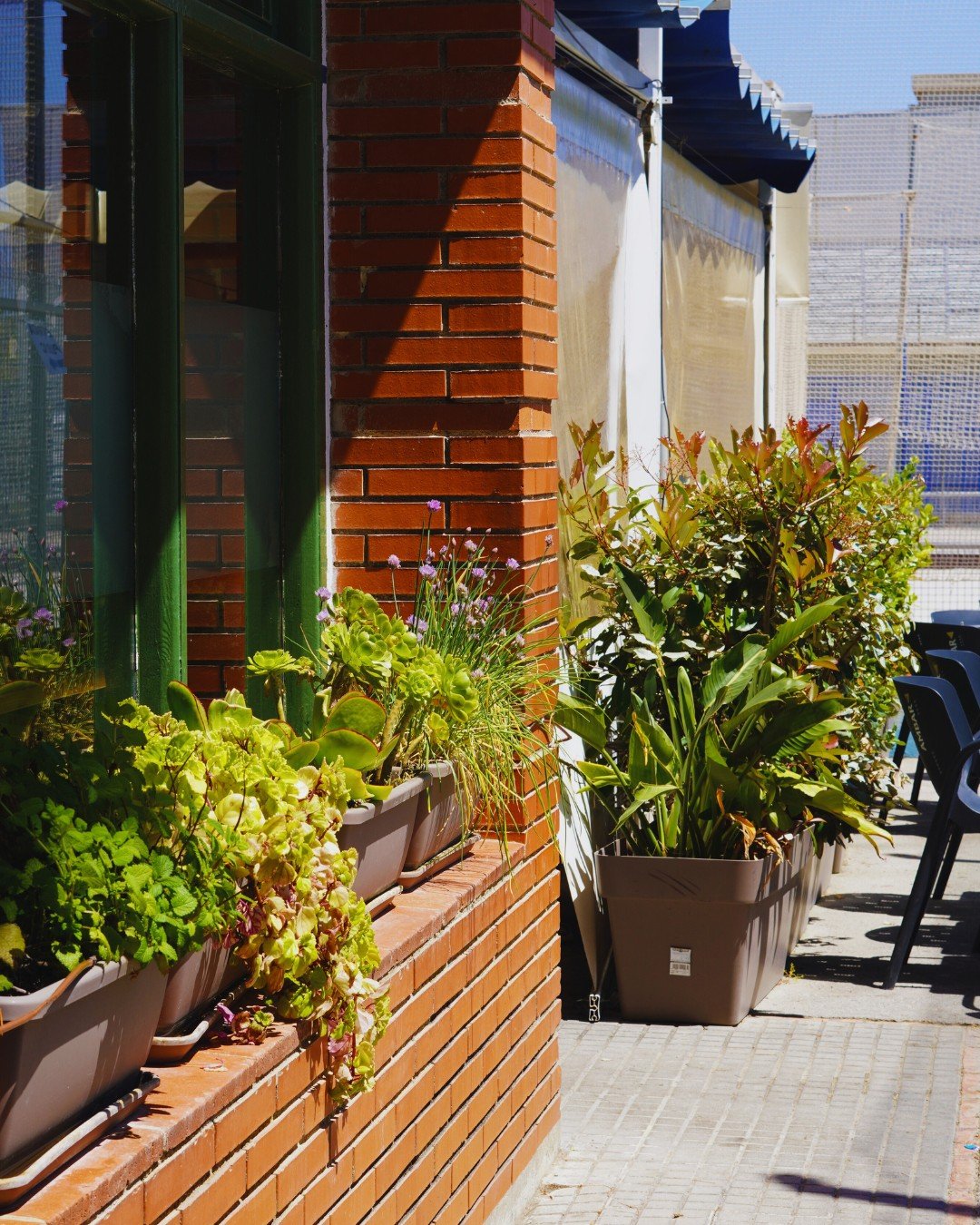 pinus-bar-sant-pere-de-ribes